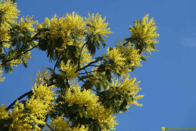 Mimosa en fleur
