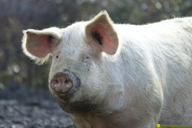 Une cochonne m'épie