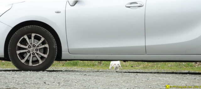 Un lapin mécanicien !