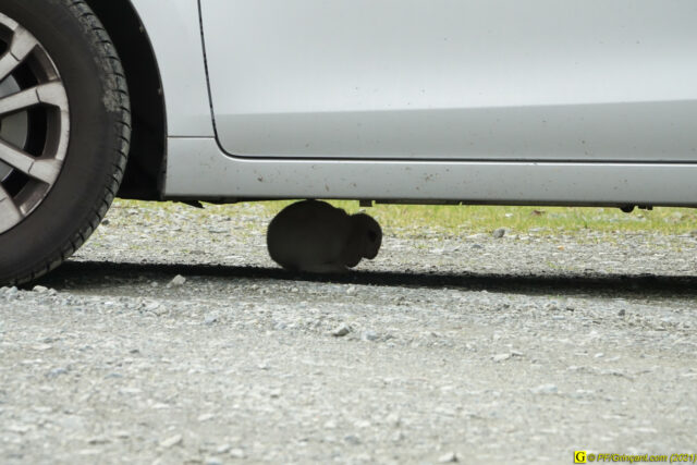 Une chose, sous la voiture
