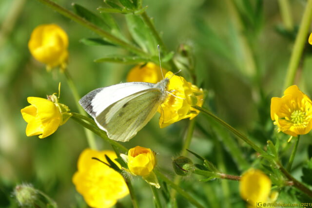 Photo du 14/04/2021 — 9/9