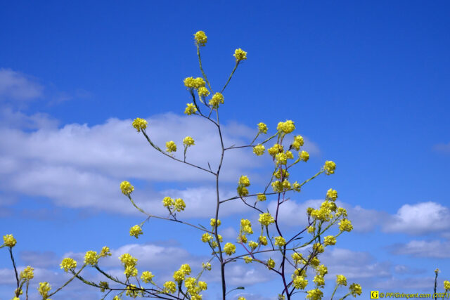 2 — “Loin” – Moutarde sauvage