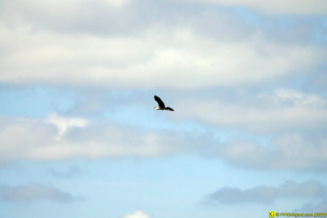 3 — “Loin” – Cigogne