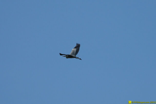 5 — “Loin” – Héron