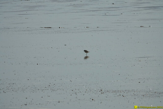6 — “Loin” – Bécasseau sanderling