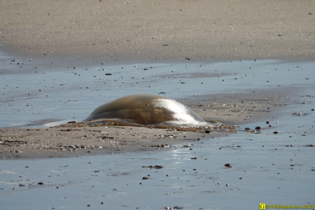 9 — “Loin” – Méduse échouée