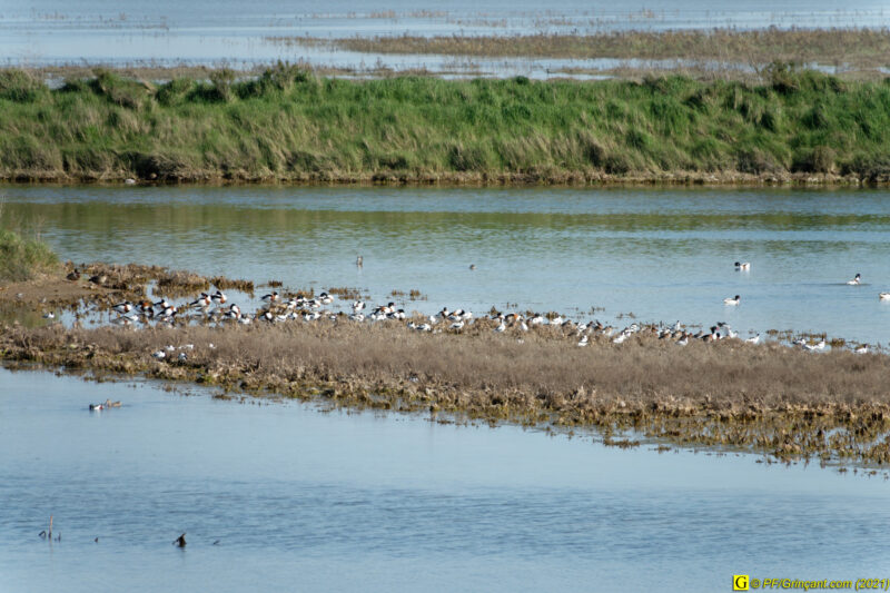 28/03/2021 – En bord de mer (4)