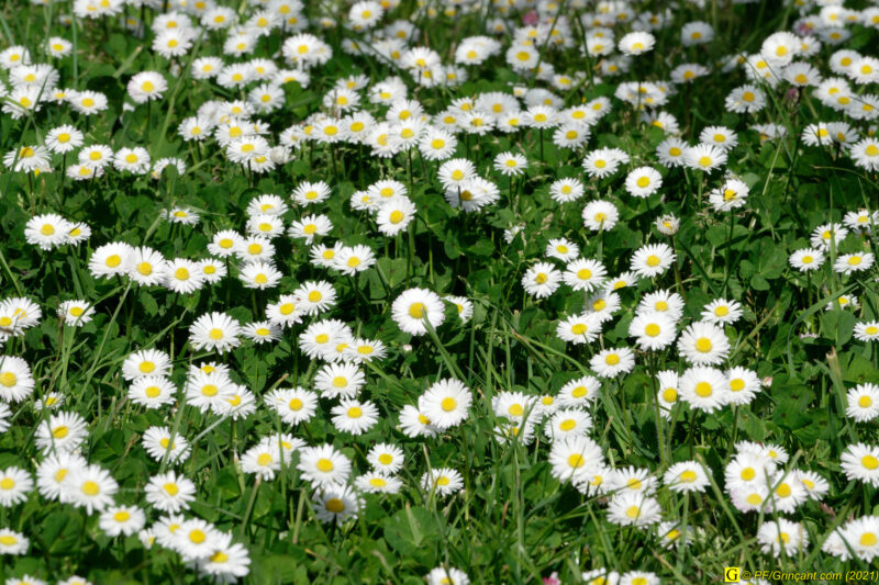 30/03/2021 – En bord de rivière (1)