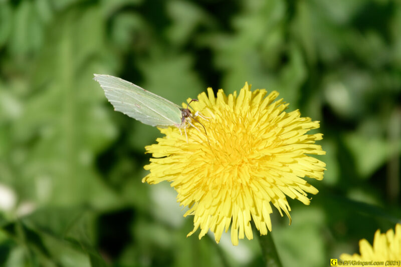 30/03/2021 – En bord de rivière (2)