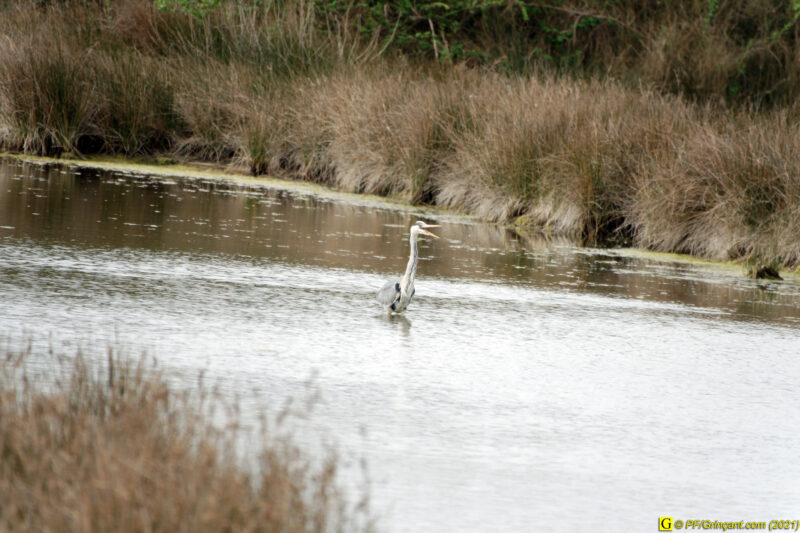 31/03/2021 – Entre mer et marais (1)