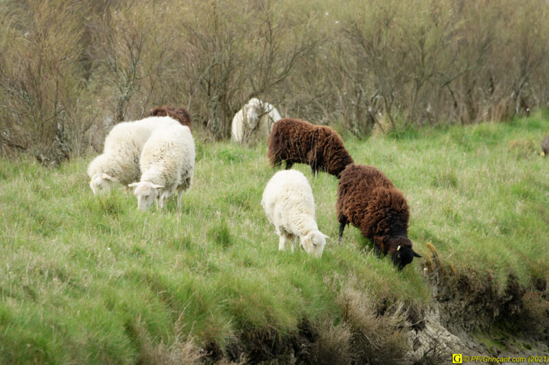 31/03/2021 – Entre mer et marais (2)