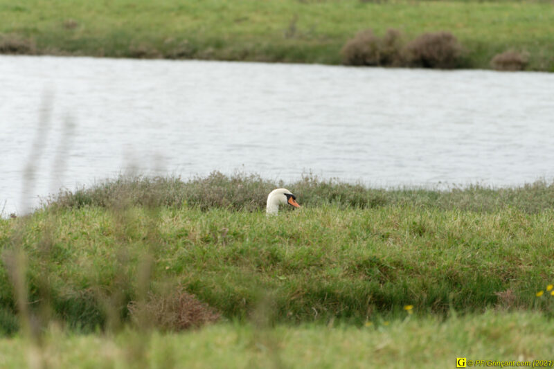 31/03/2021 – Entre mer et marais (4)