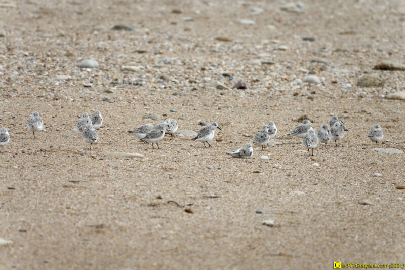 31/03/2021 – Entre mer et marais (6)