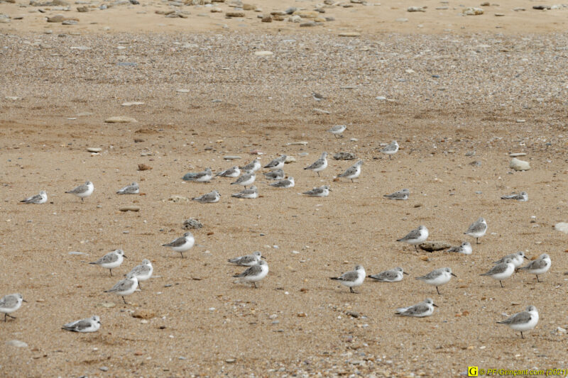 31/03/2021 – Entre mer et marais (7)