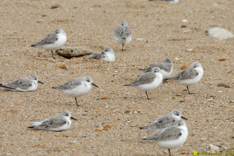 31/03/2021 – Entre mer et marais (8)