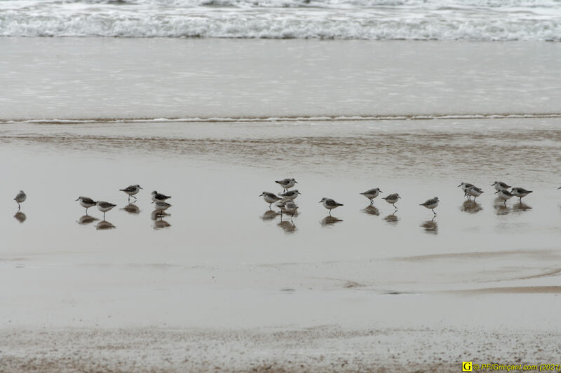 31/03/2021 – Entre mer et marais (9)