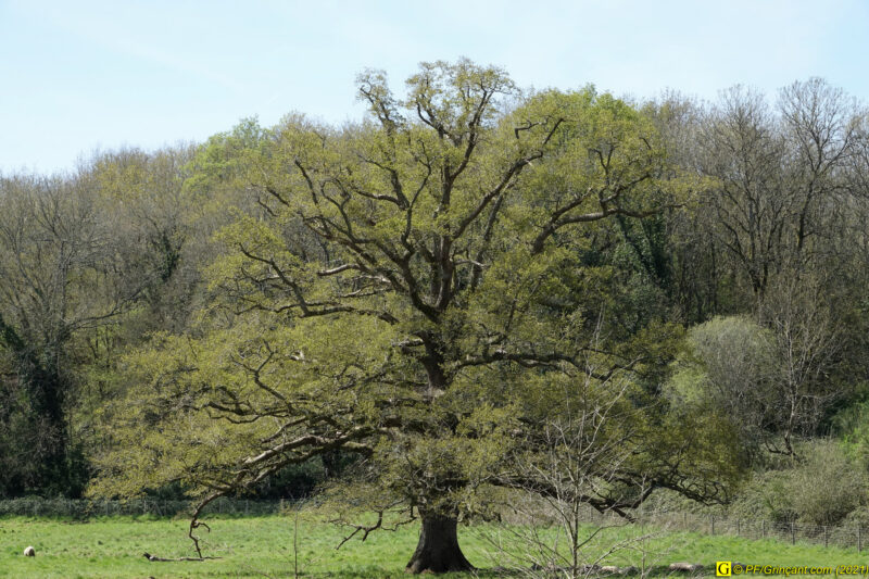 09/04/2021 – Autour de la rivière tumultueuse (3)