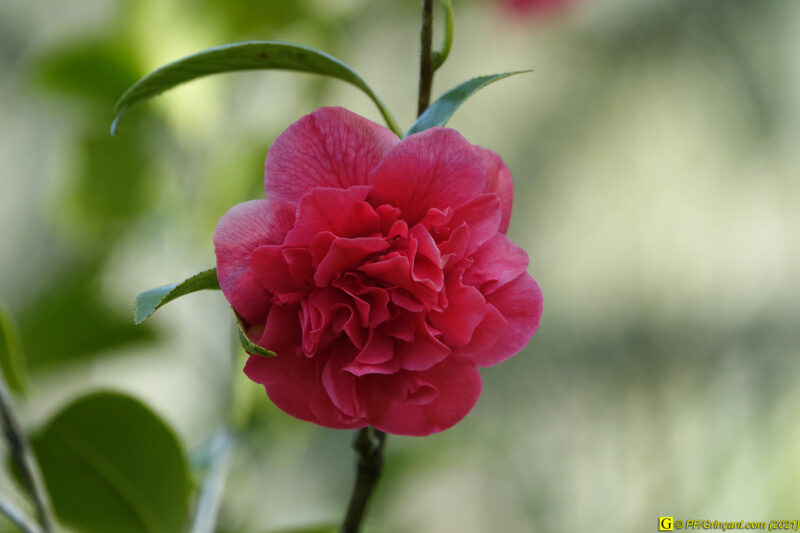 09/04/2021 – Autour de la rivière tumultueuse (4)