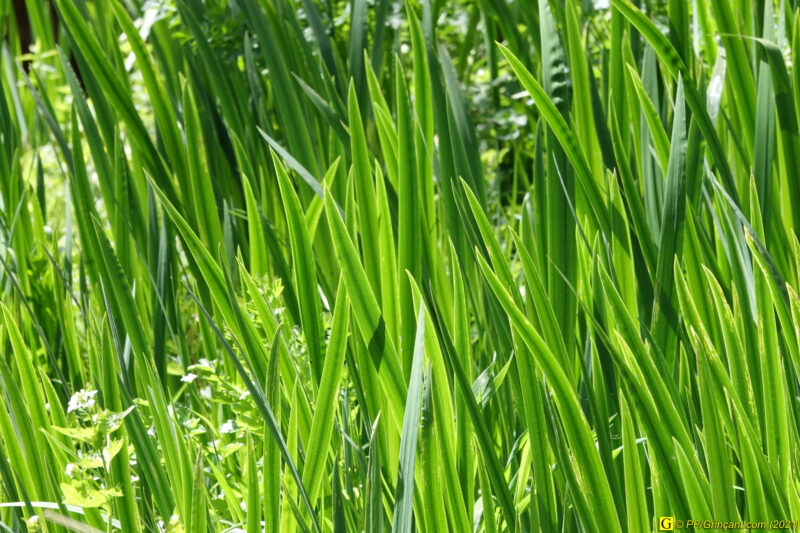 09/04/2021 – Autour de la rivière tumultueuse (6)