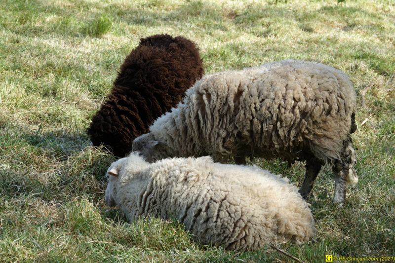 09/04/2021 – Autour de la rivière tumultueuse (17)