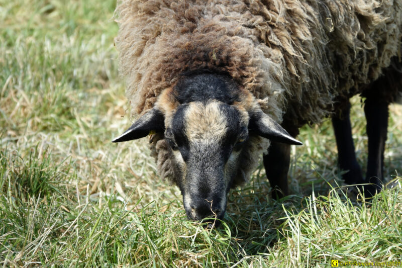 09/04/2021 – Autour de la rivière tumultueuse (18)