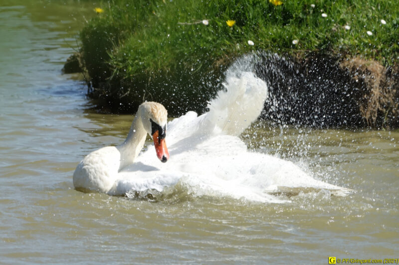14/04/2021 – Dans les marais (1)