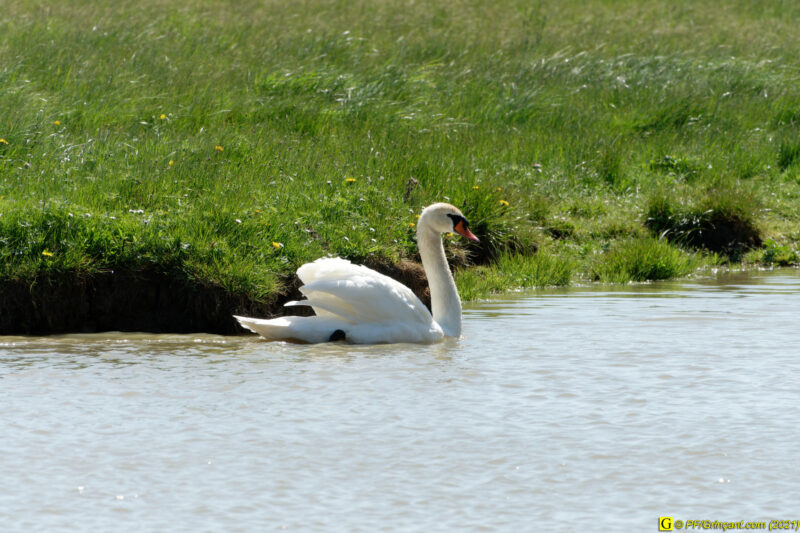 14/04/2021 – Dans les marais (2)