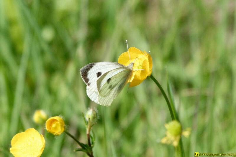 14/04/2021 – Dans les marais (4)