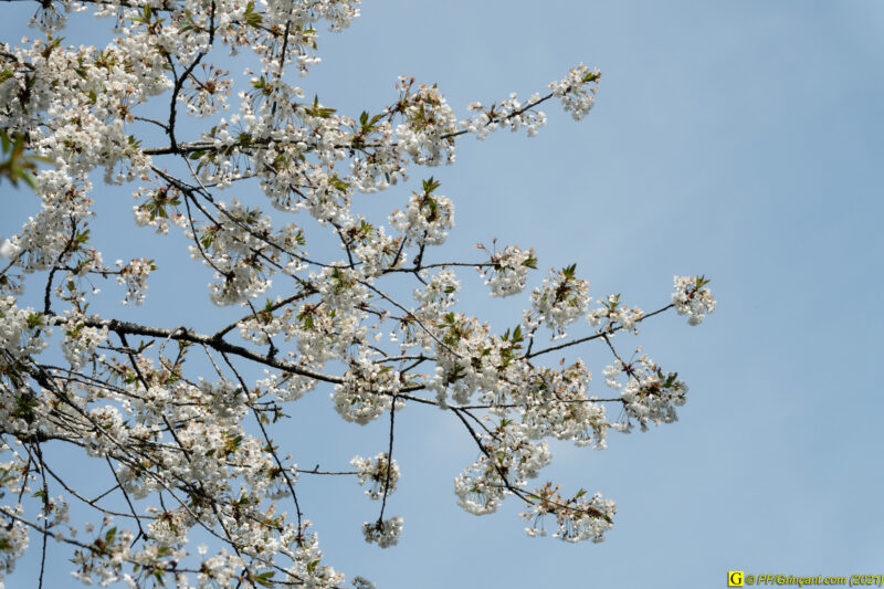 18/04/2021 – Autour du lac (1)