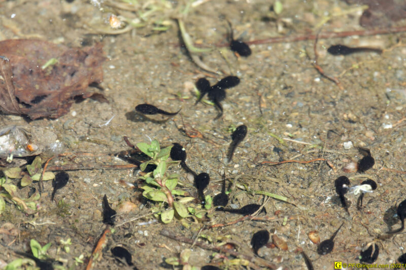 18/04/2021 – Autour du lac (2)