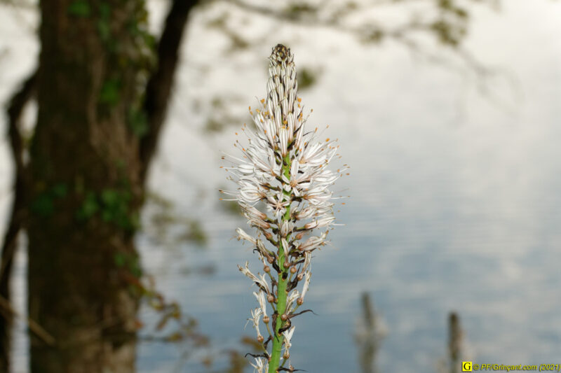 18/04/2021 – Autour du lac (4)