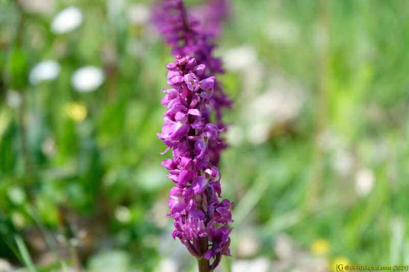 18/04/2021 – Autour du lac (6)