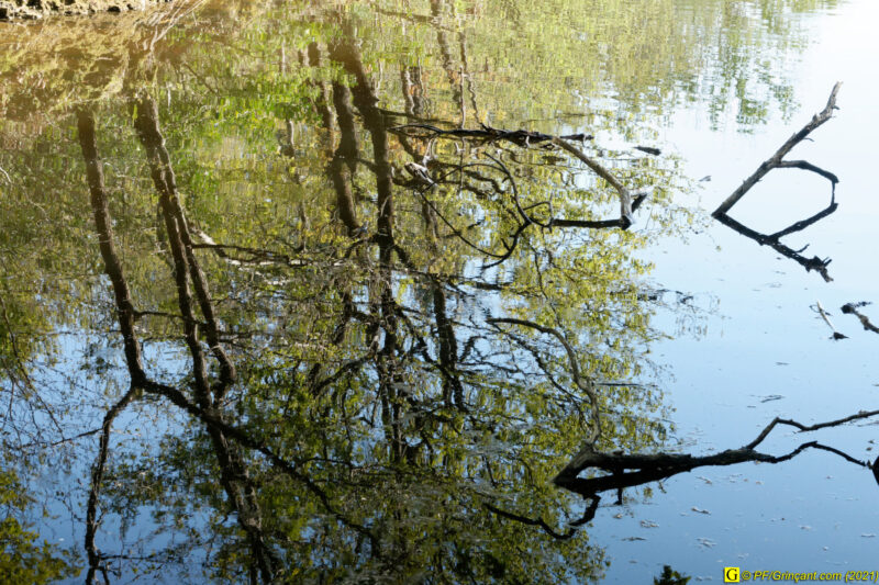 18/04/2021 – Autour du lac (9)