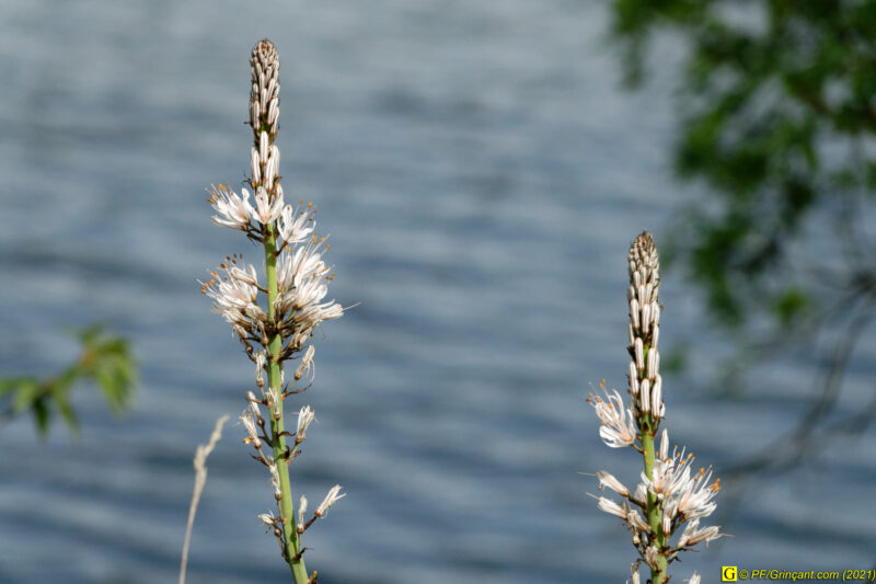 25/04/2021 – Lac et mare (2)