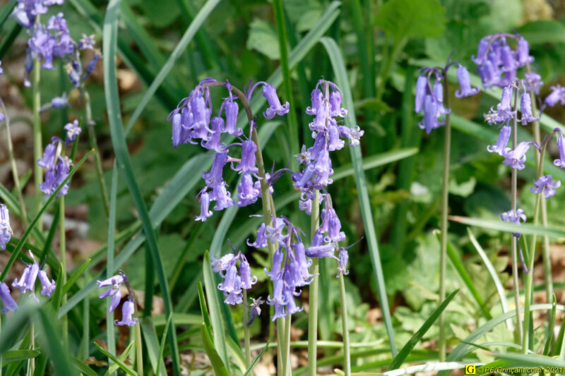 25/04/2021 – Lac et mare (5)