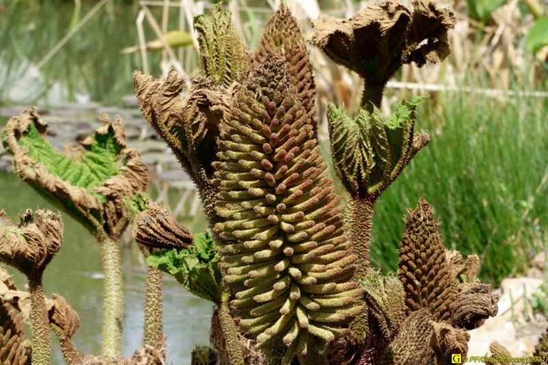 25/04/2021 – Lac et mare (6)