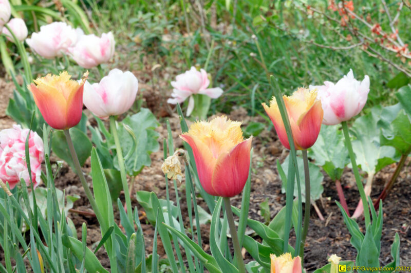 25/04/2021 – Lac et mare (7)