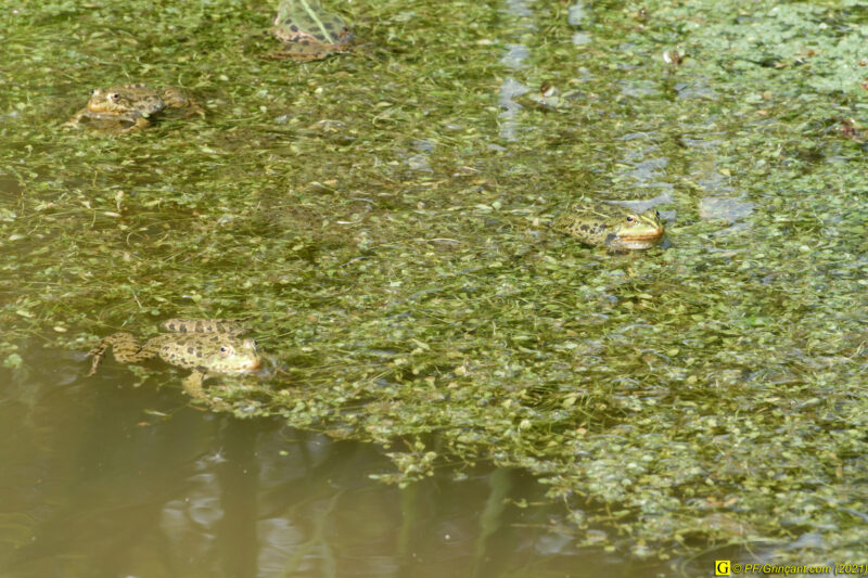 25/04/2021 – Lac et mare (8)