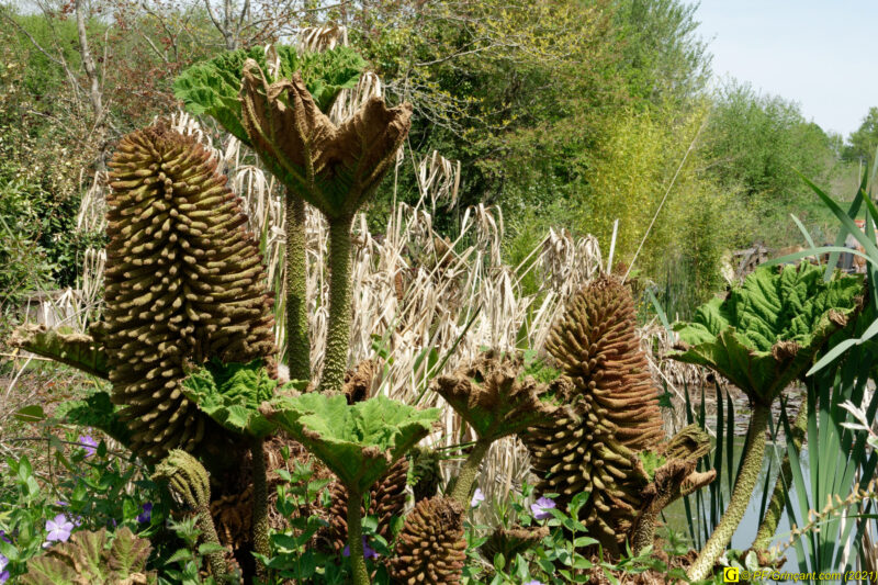 25/04/2021 – Lac et mare (9)