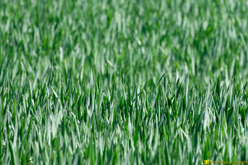 29/04/2021 – Campagne (1)