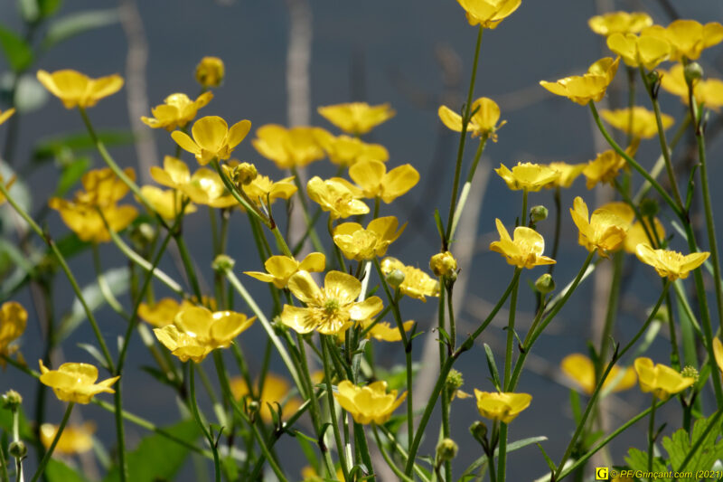 29/04/2021 – Campagne (5)