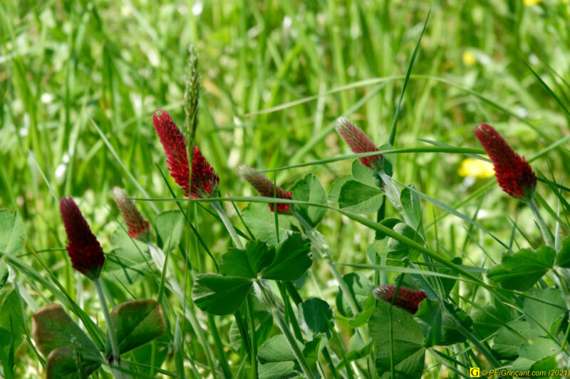 29/04/2021 – Campagne (7)