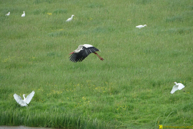 Cigogne au décollage