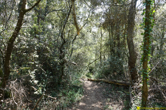 Sur le chemin du marécage