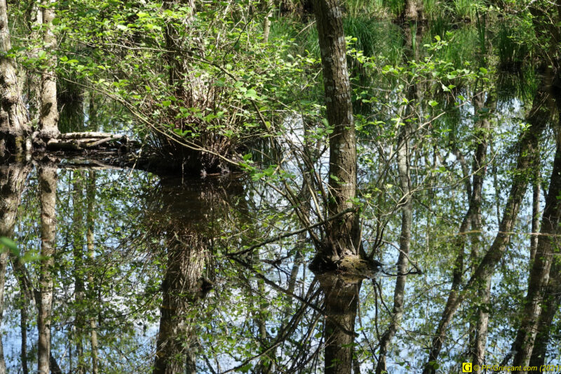 Marécage – Reflets 1