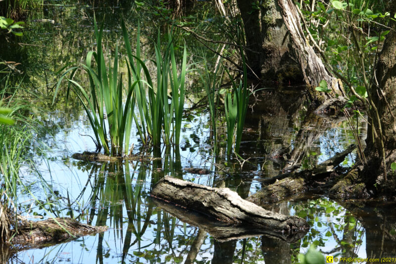 Marécage – Reflets 2