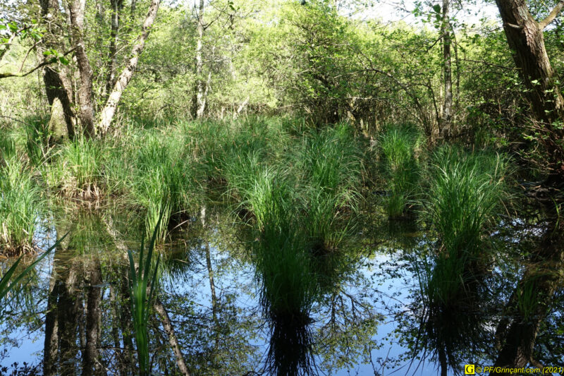 Marécage – Luxuriance 1