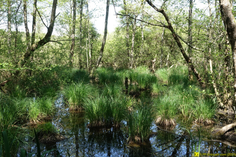 Marécage – Luxuriance 2