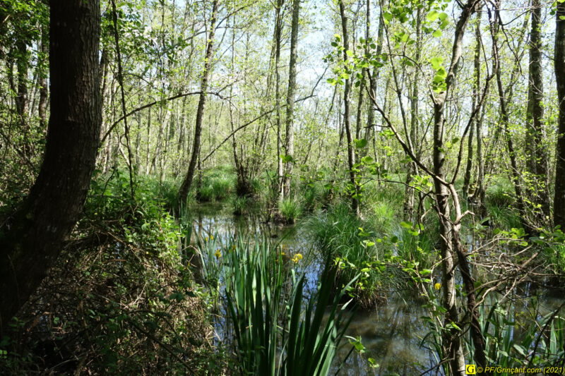 Marécage – Iris 1