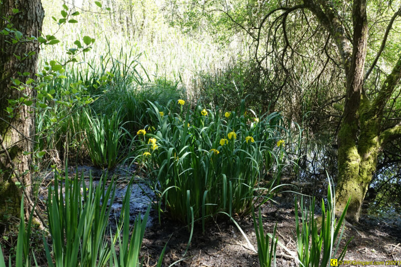 Marécage – Iris 2